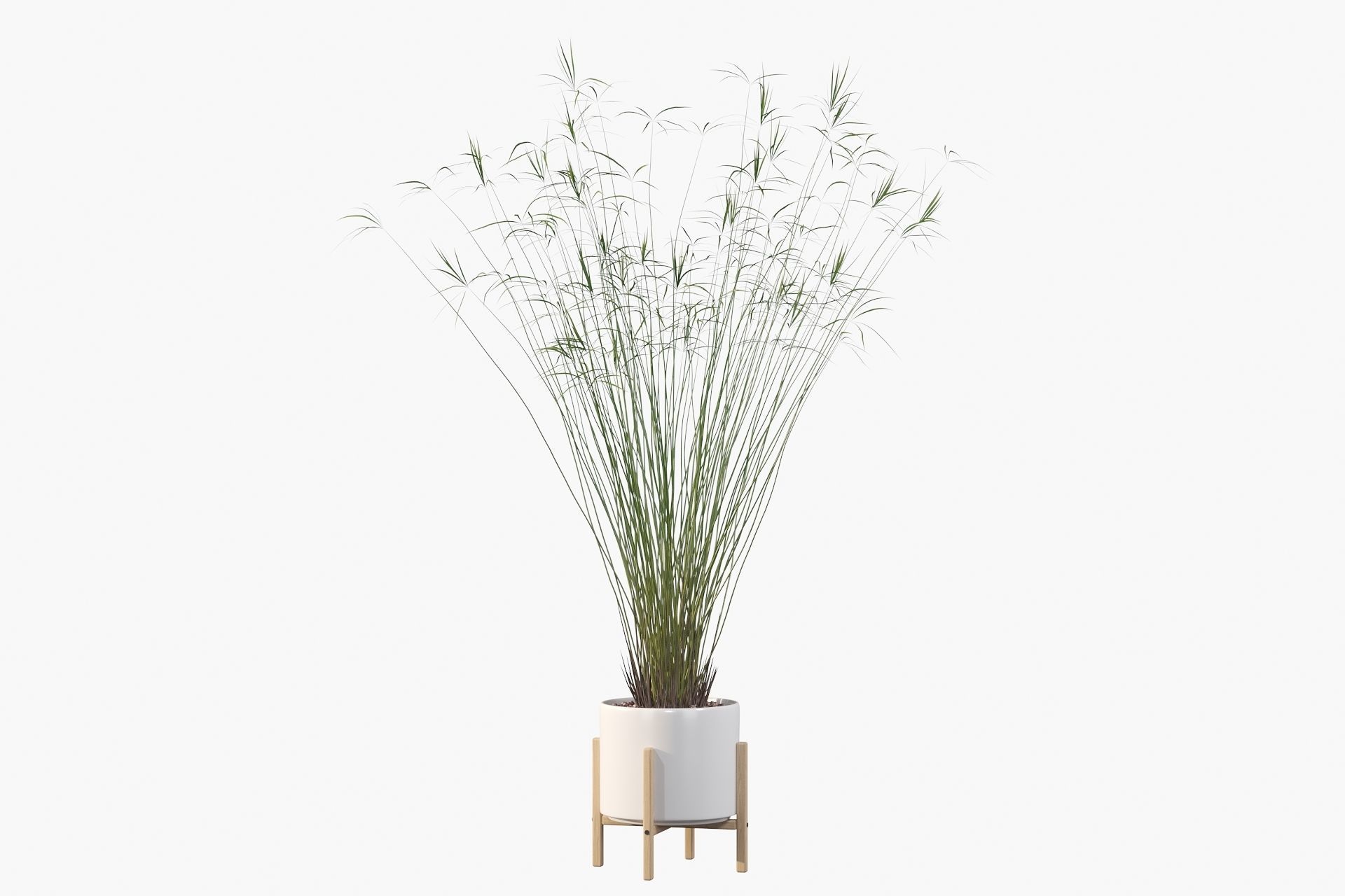 Cyperus papyrus 3D model_35