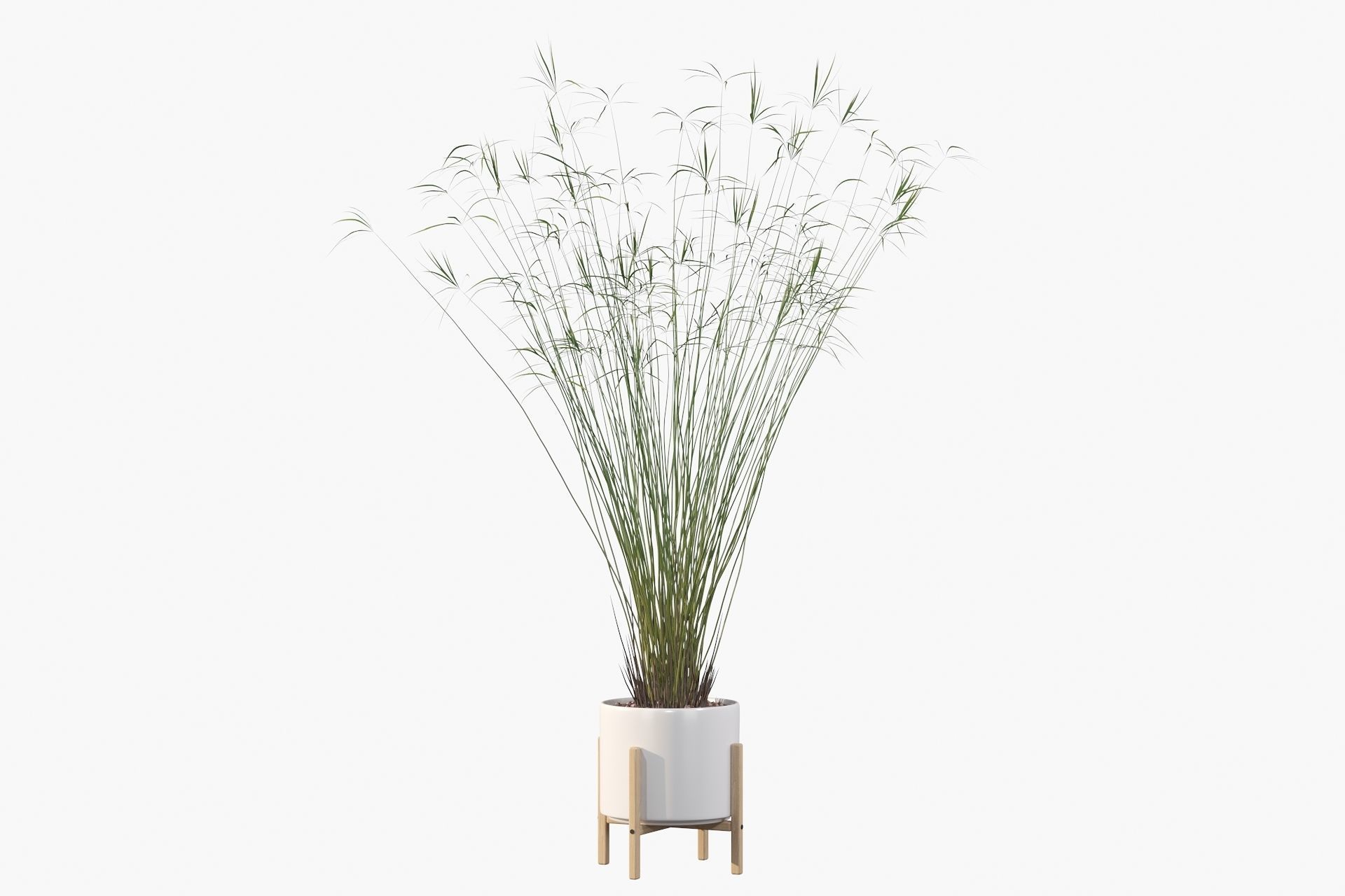 Cyperus papyrus 3D model_36