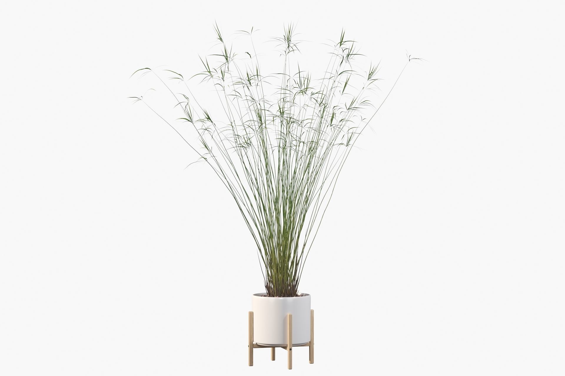 Cyperus papyrus 3D model_40