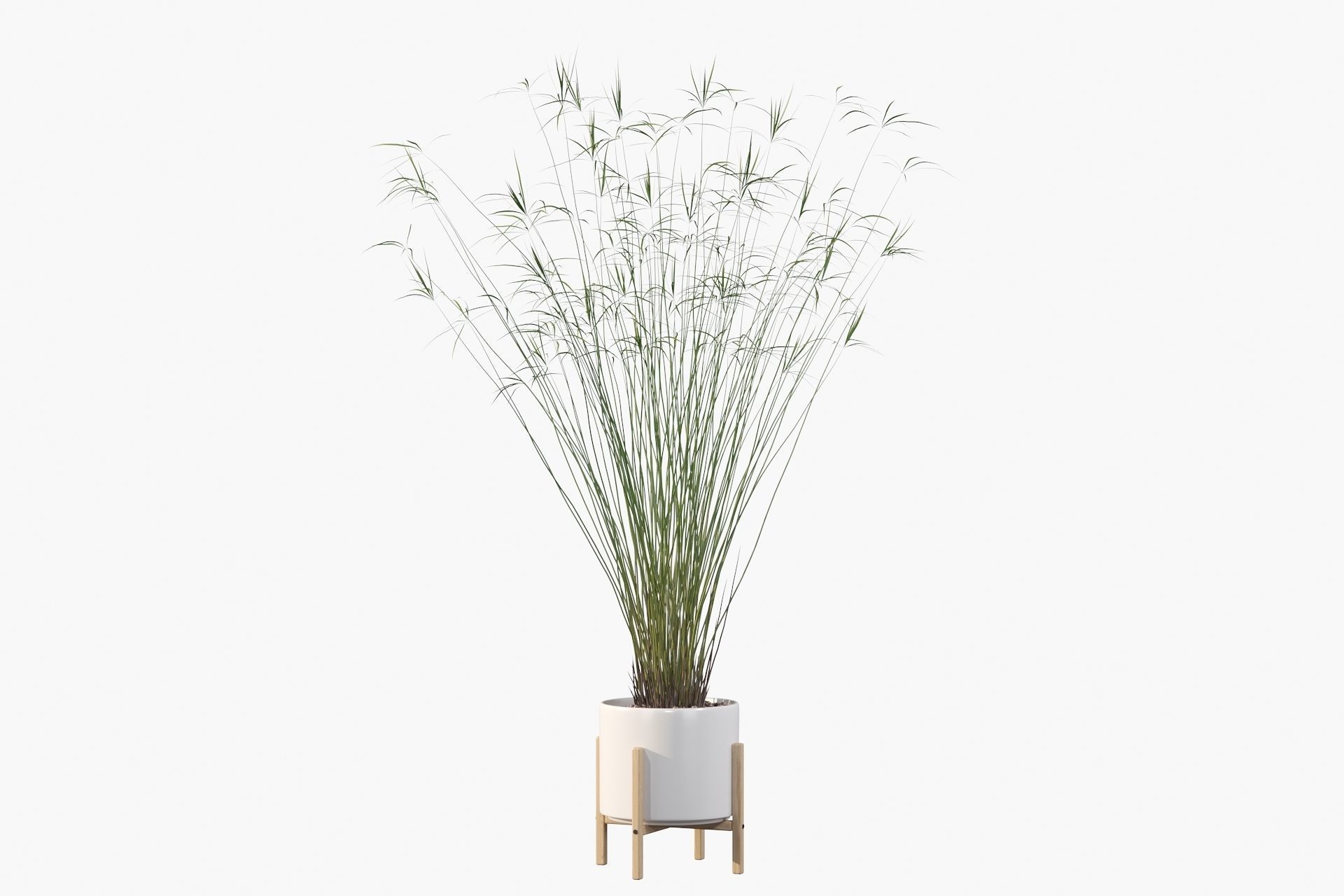 Cyperus papyrus 3D model_15