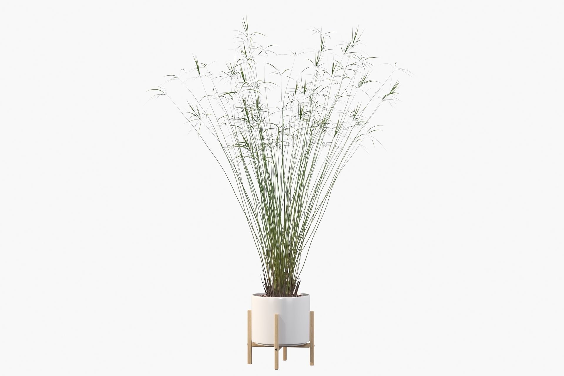 Cyperus papyrus 3D model_34