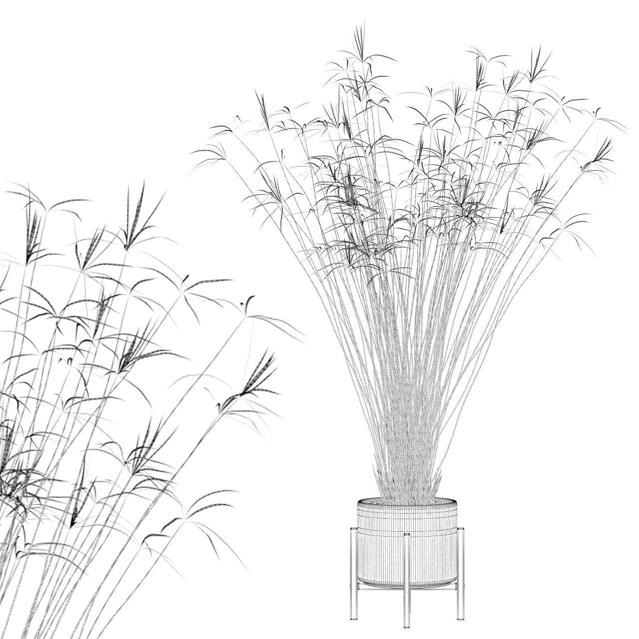 Cyperus papyrus 3D model_8