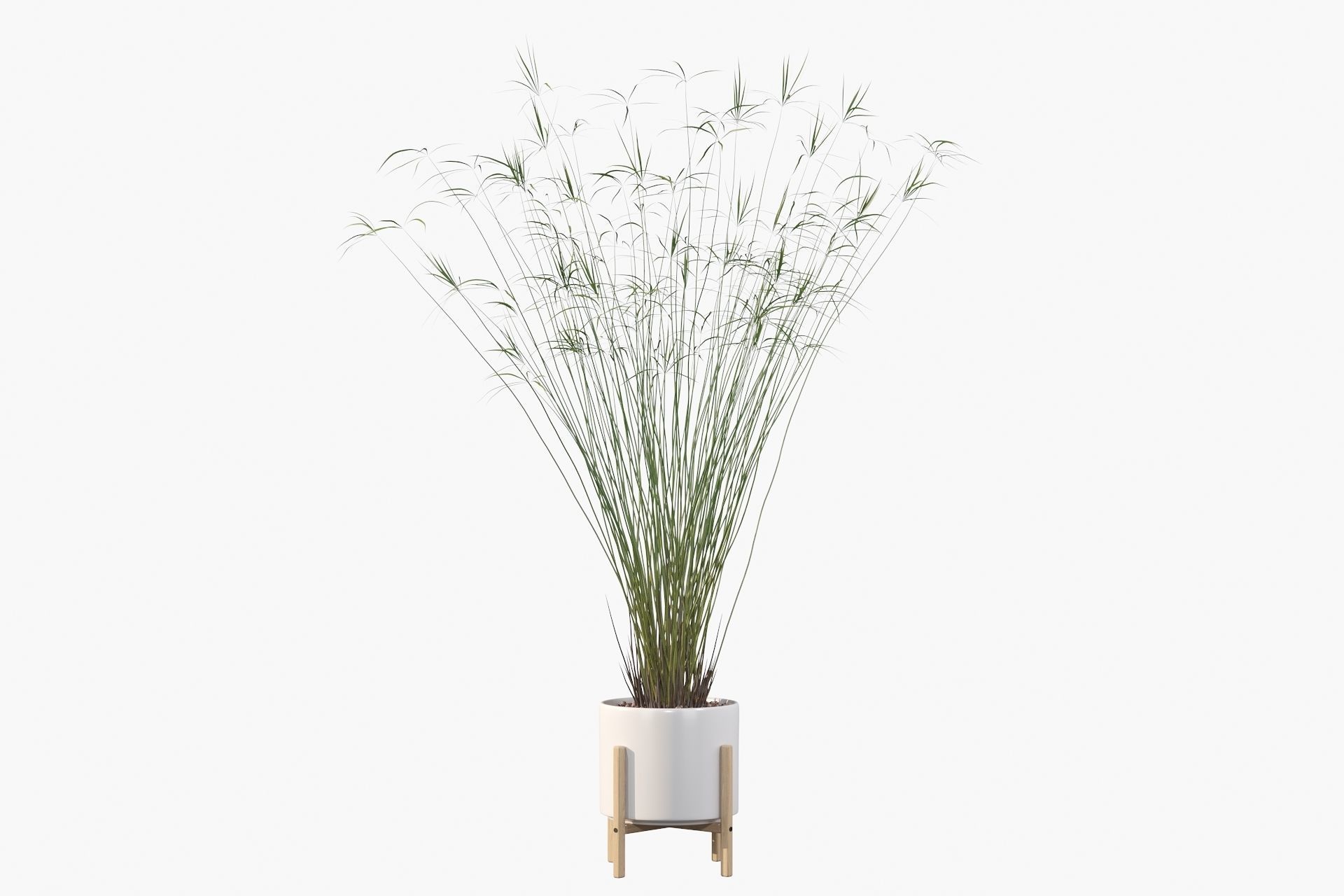 Cyperus papyrus 3D model_37