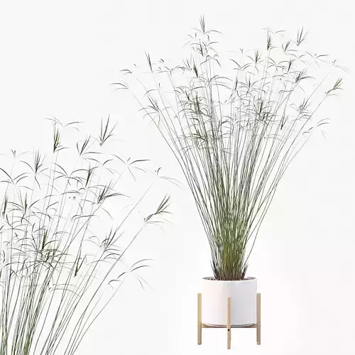 Cyperus papyrus 3D model