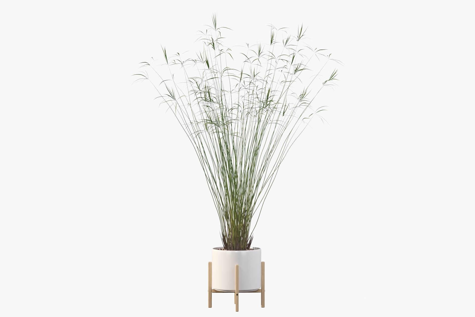 Cyperus papyrus 3D model_31