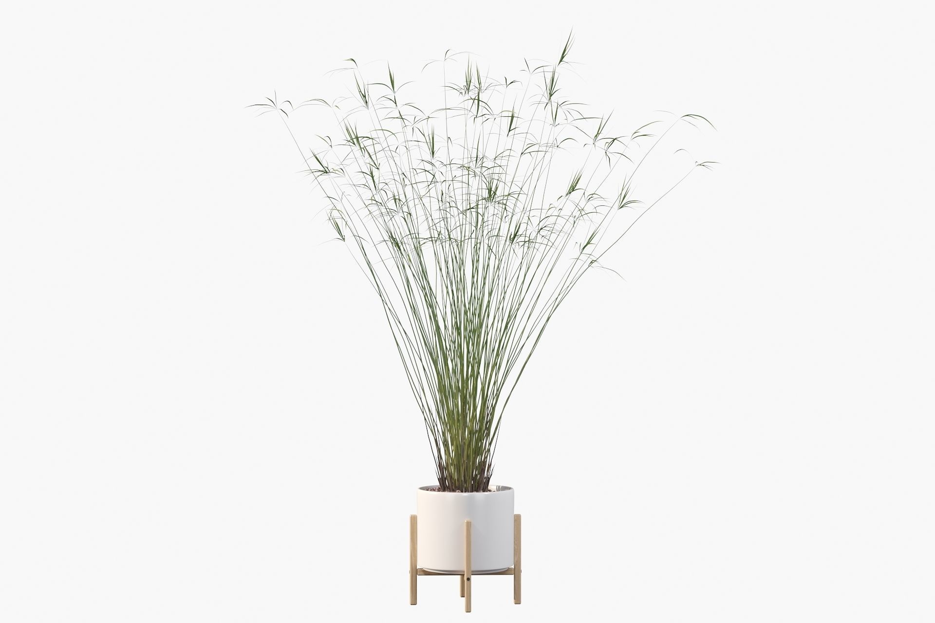 Cyperus papyrus 3D model_23