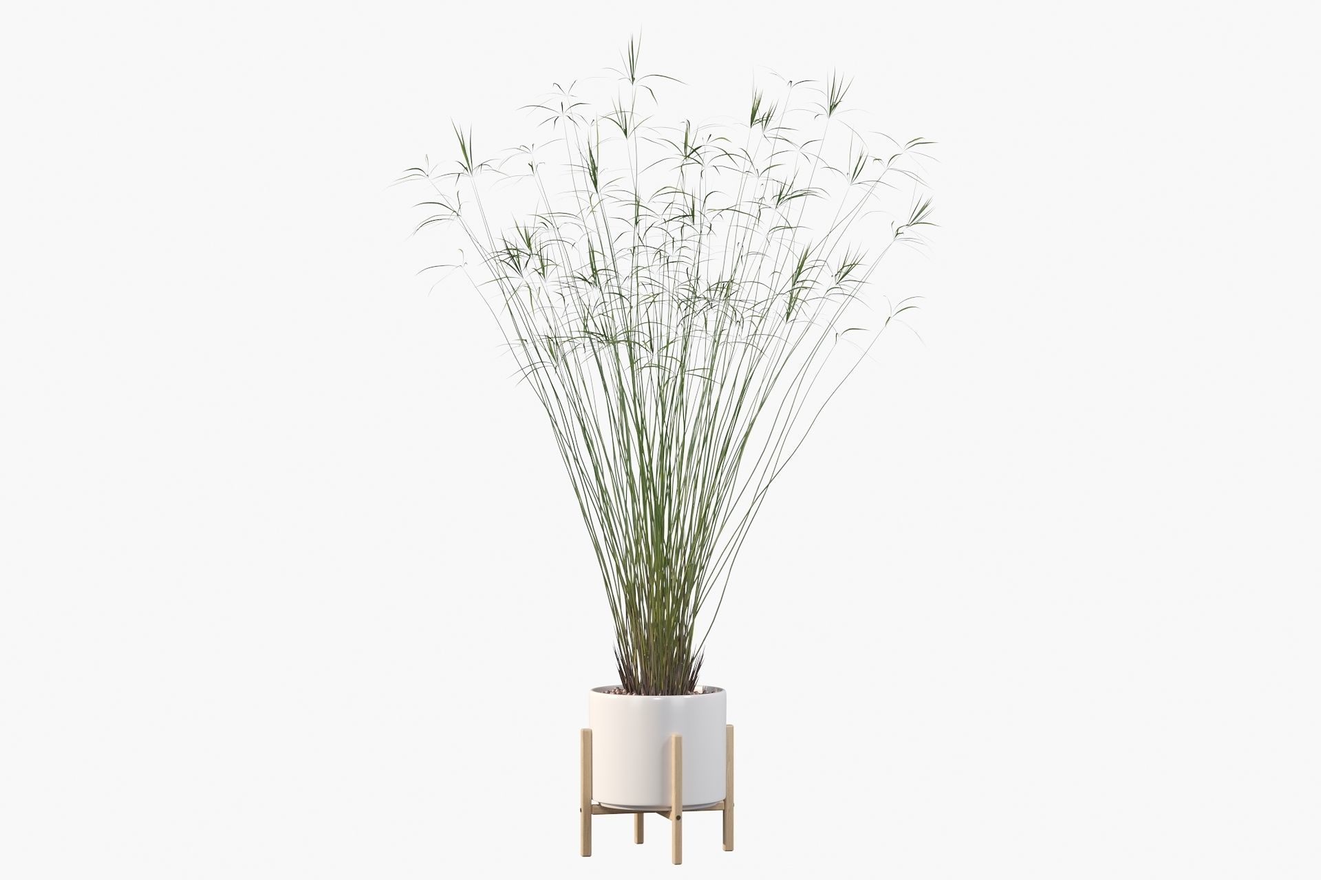 Cyperus papyrus 3D model_29