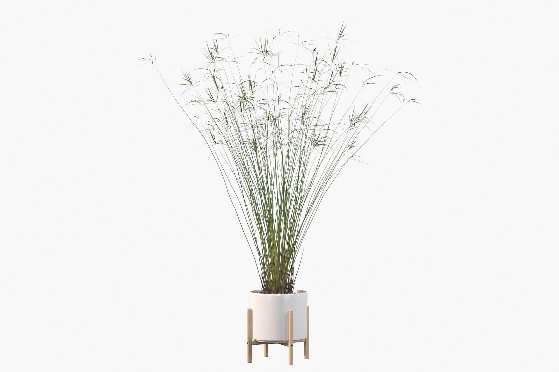 Cyperus papyrus 3D model_21