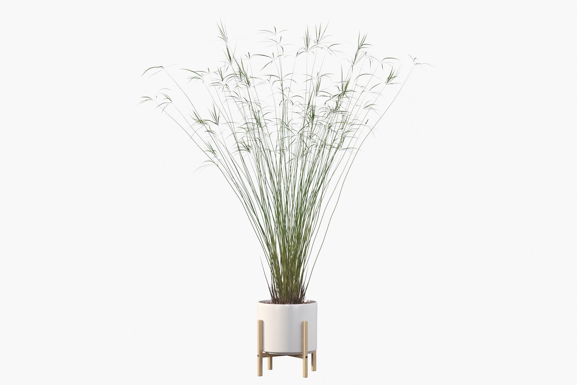Cyperus papyrus 3D model_38