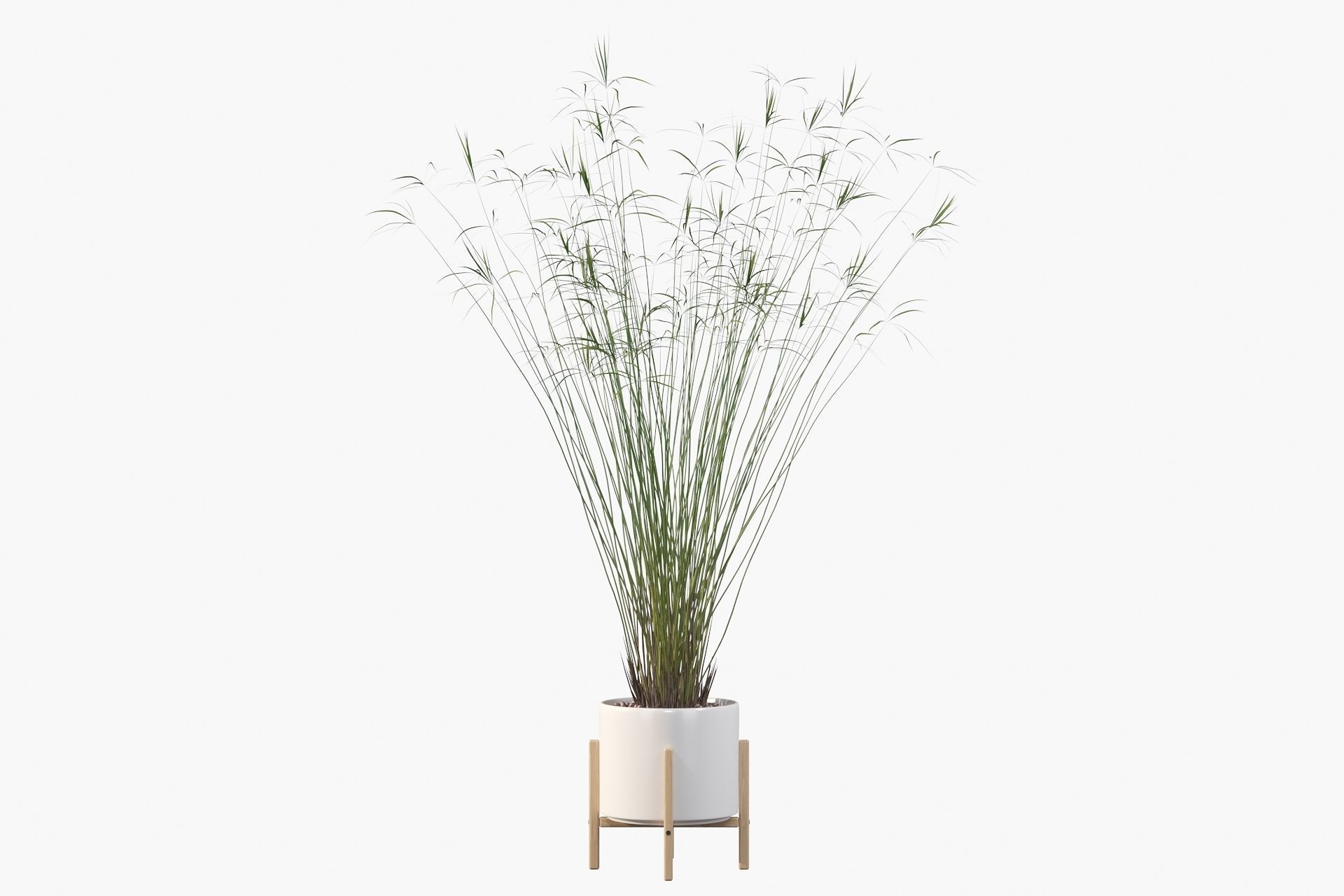 Cyperus papyrus 3D model_12