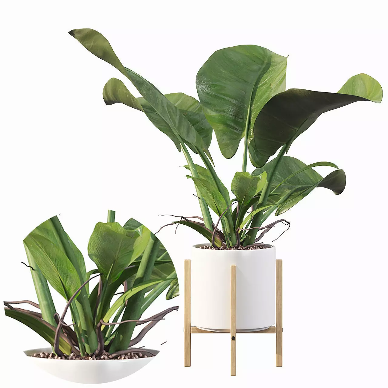 Philodendron imperial green 3D model