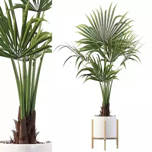 Washingtonia filifera palm