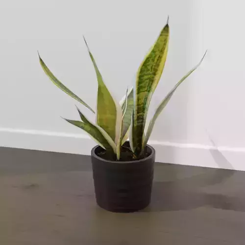 Houseplants 1 snake plant