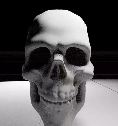 Anatomy Skull head