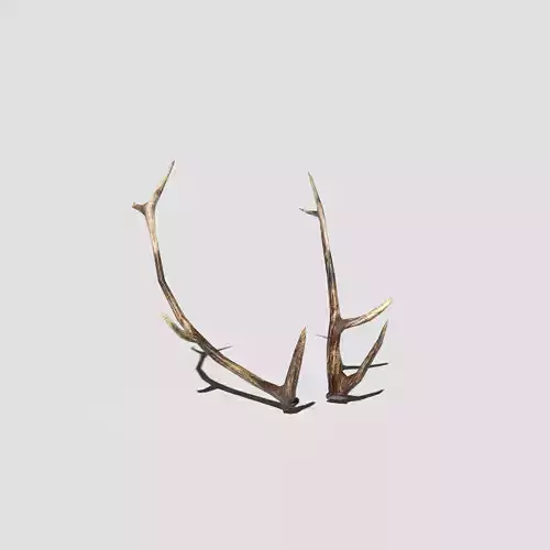 Antlers deer
