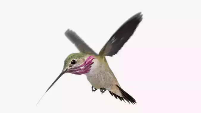 Calliope Hummingbird Low-poly 3D model