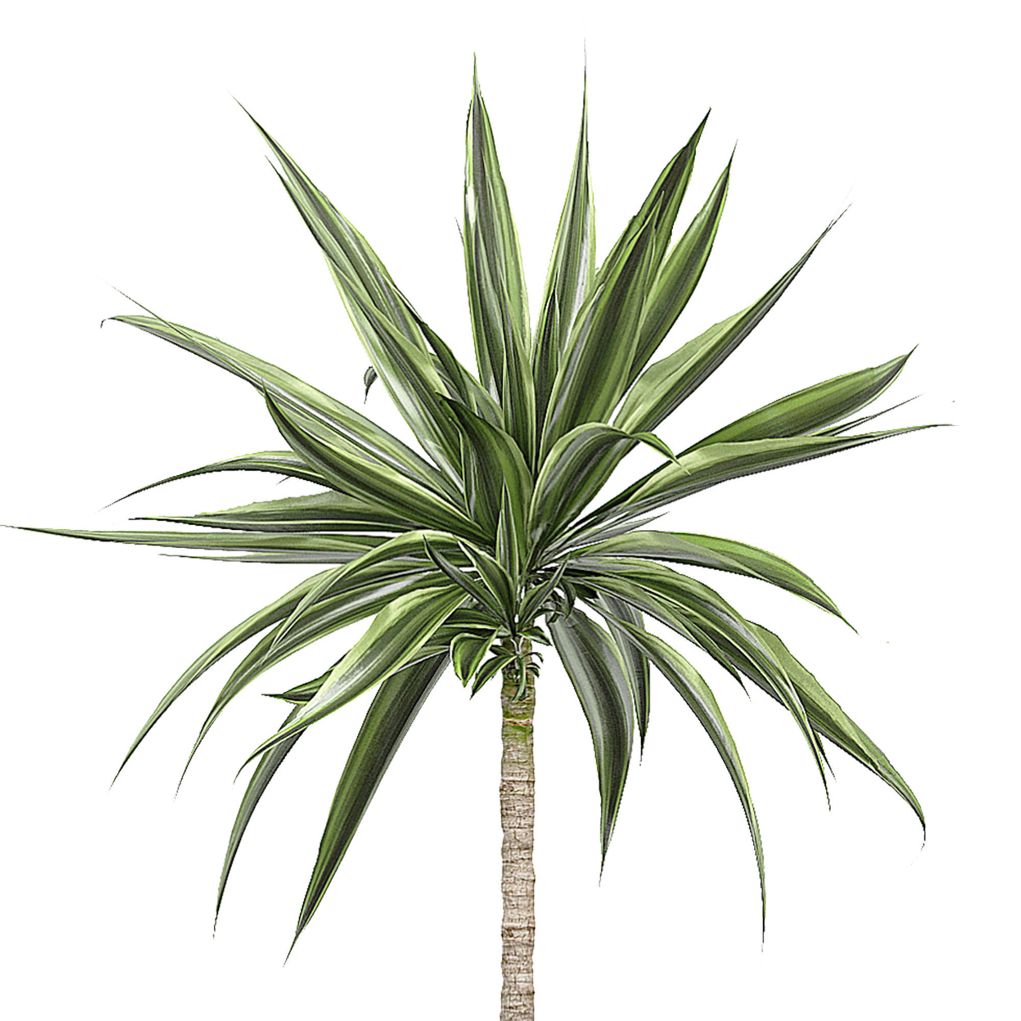 Flower Pack 53 3D model_2