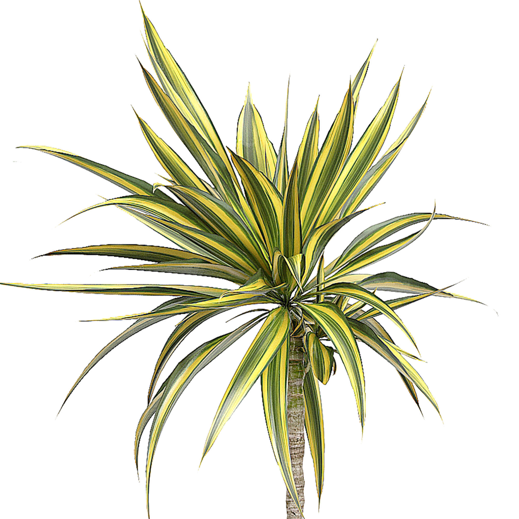 Flower Pack 53 3D model_1