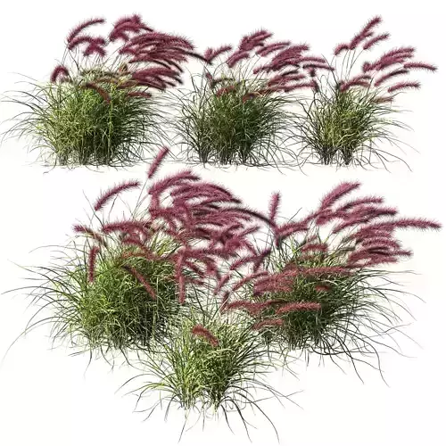 Purple fountain grass wind 03 3D model