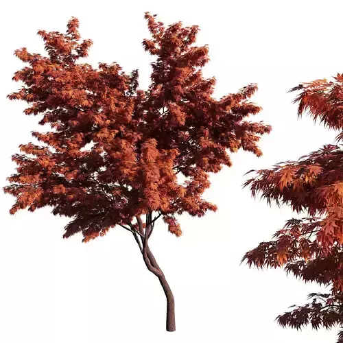 Acer palmatum tree 3D model