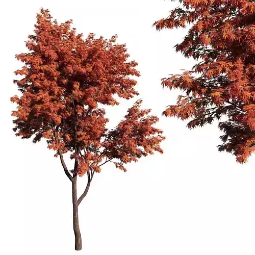 Acer palmatum 02 3D model