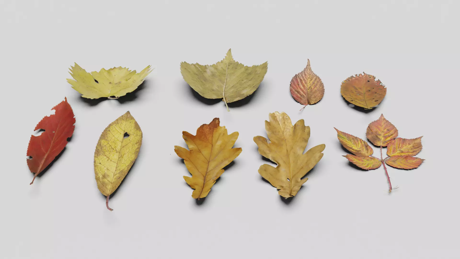 Ground Leaves Pack Low-poly 3D model_0