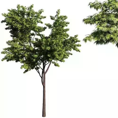 Acer palmatum green 3D model