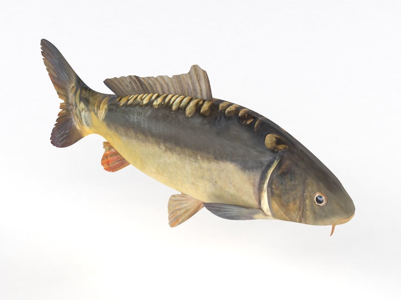Carp Fish 3D model_4