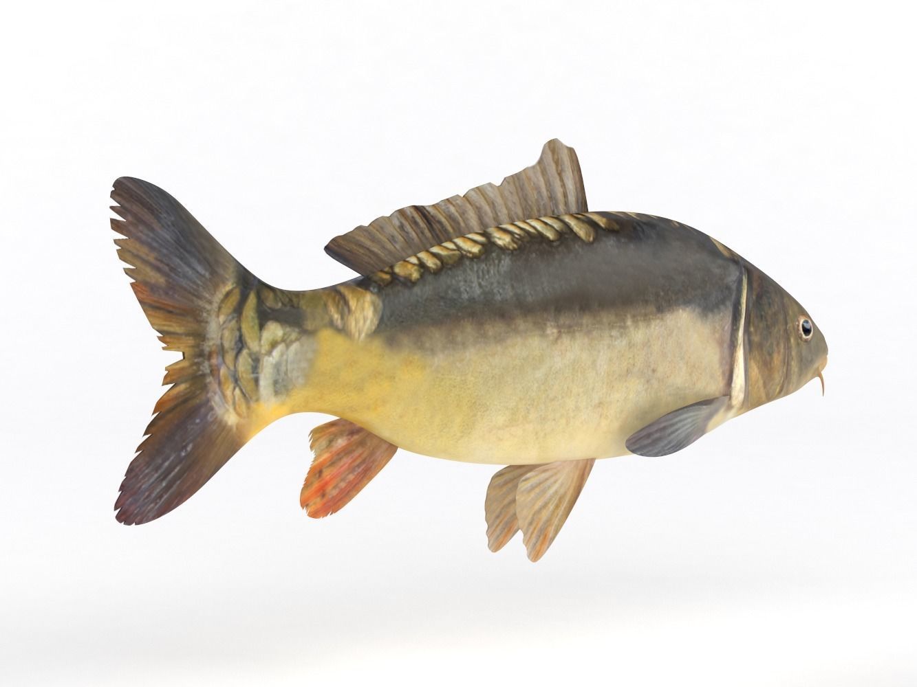 Carp Fish 3D model_3