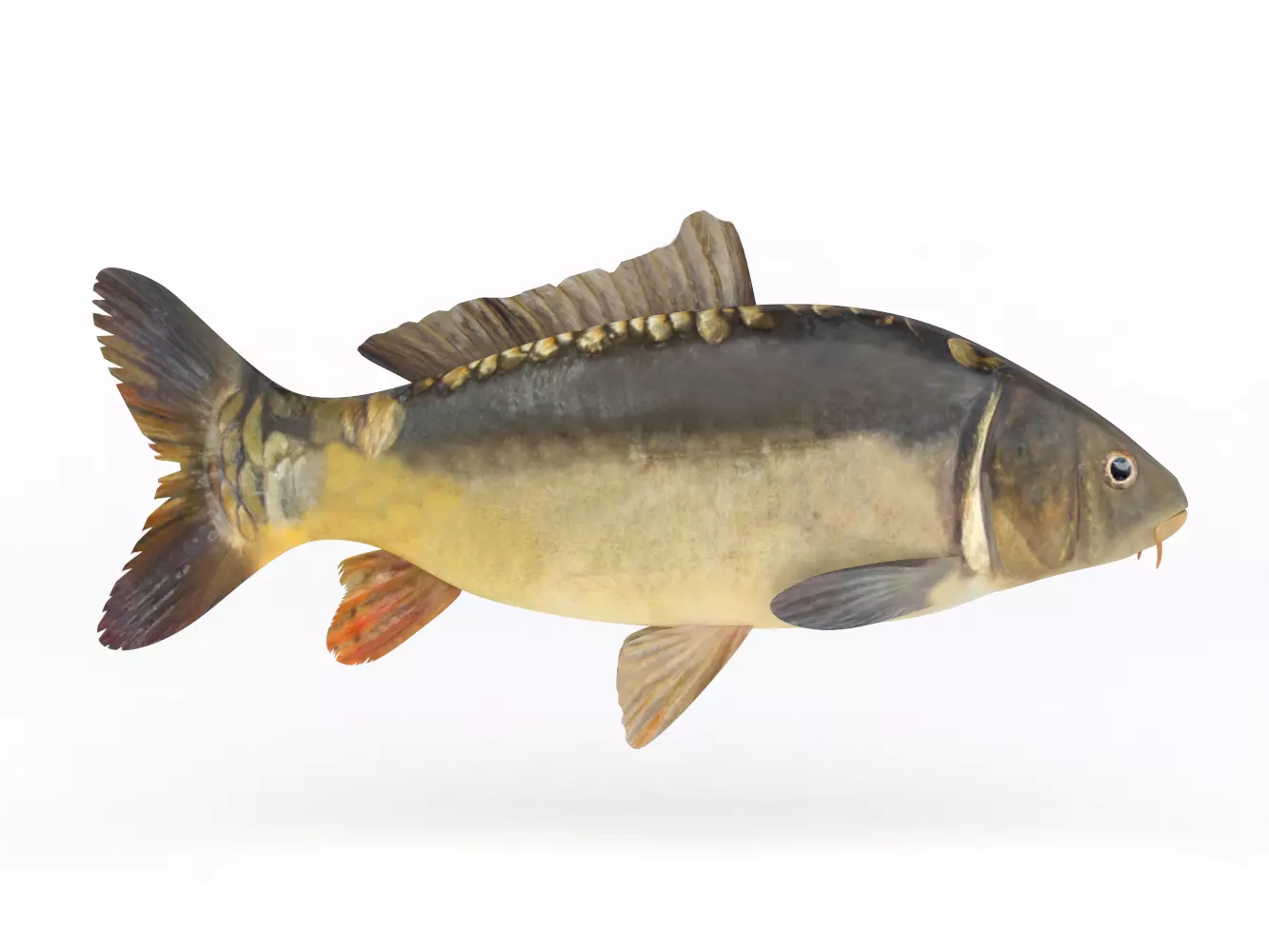 Carp Fish 3D model_0