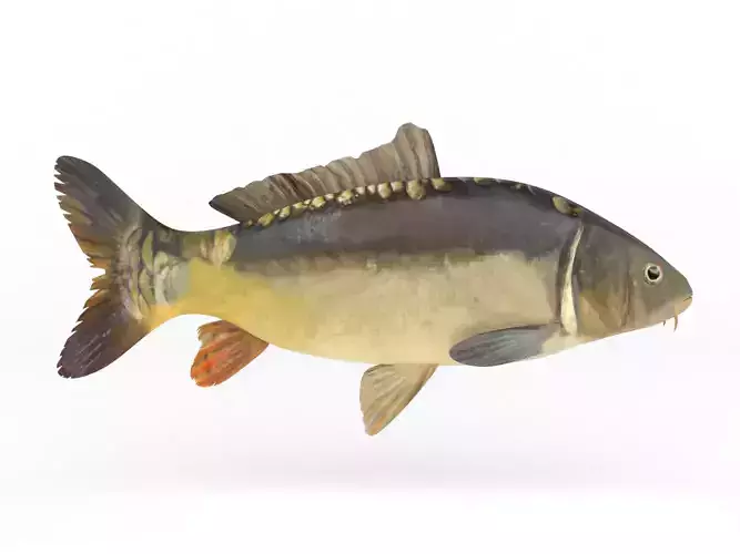 Carp Fish 3D model
