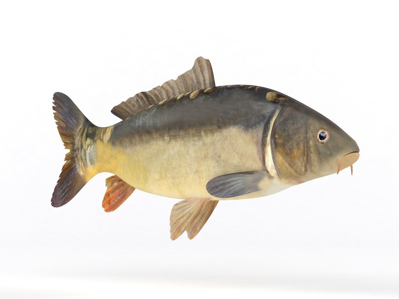 Carp Fish 3D model_5