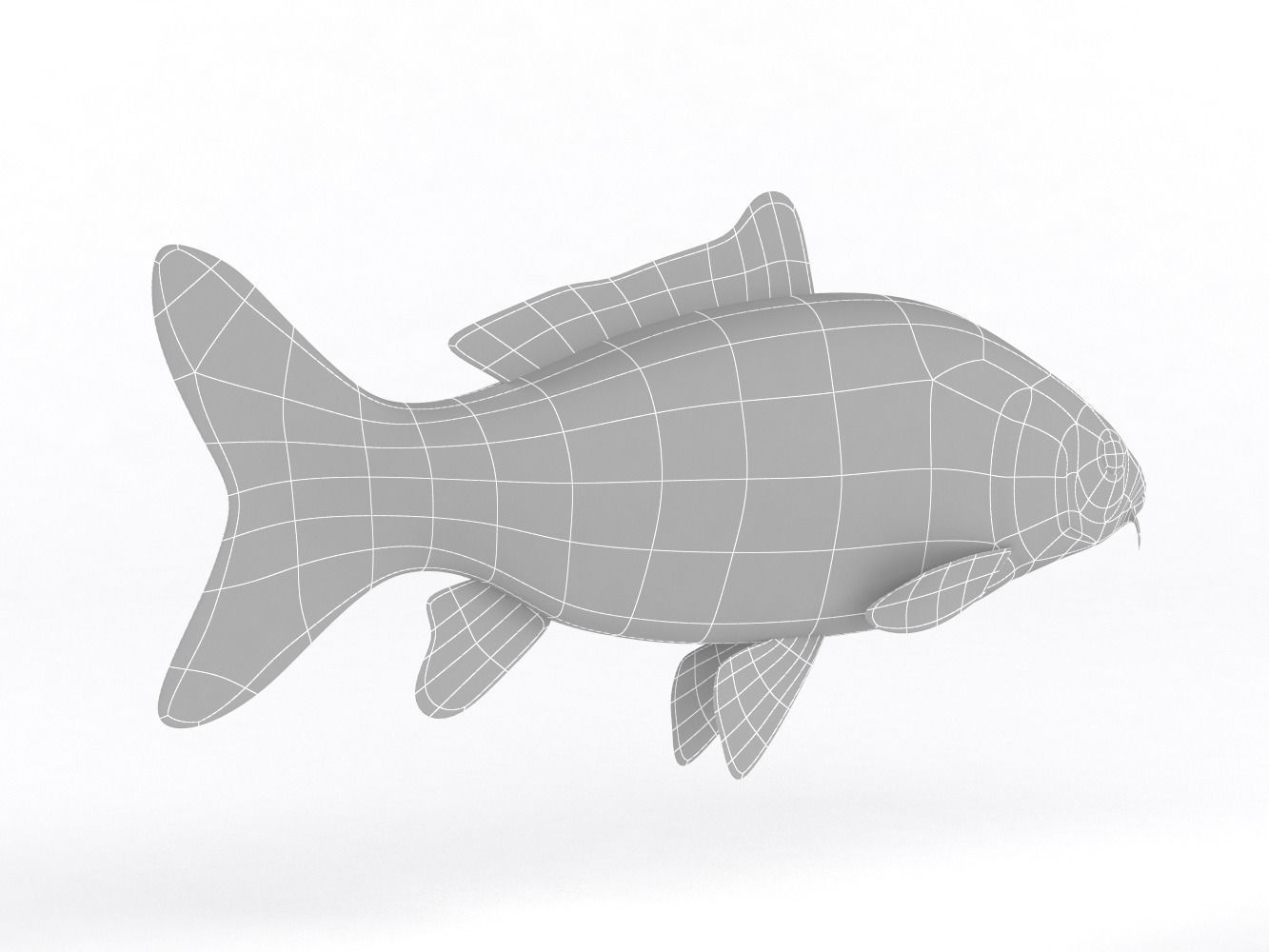 Carp Fish 3D model_9