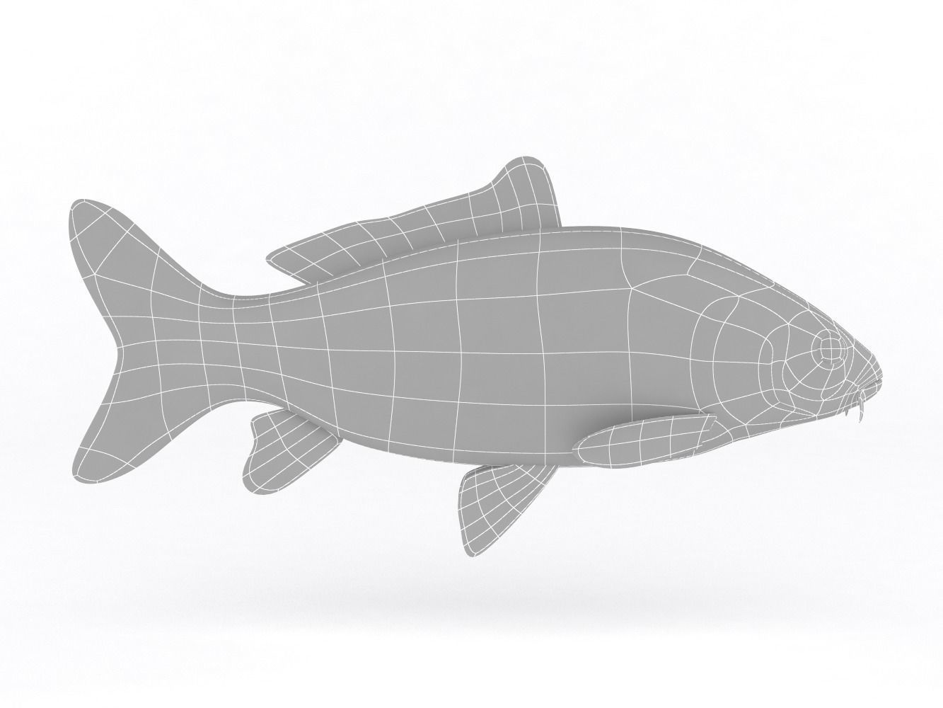 Carp Fish 3D model_6