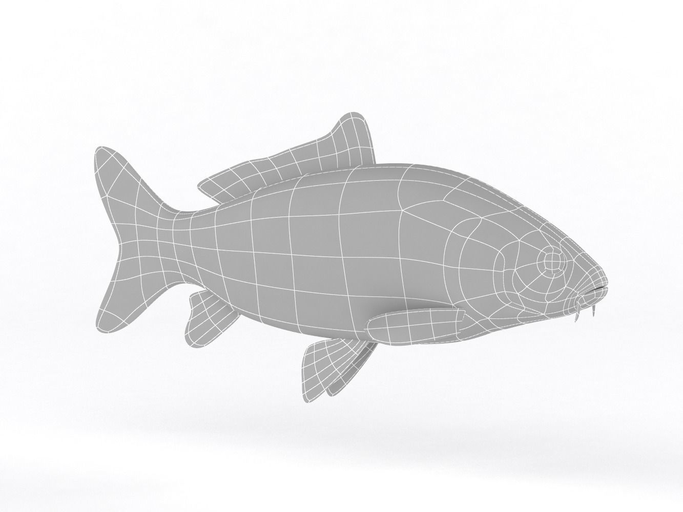 Carp Fish 3D model_7