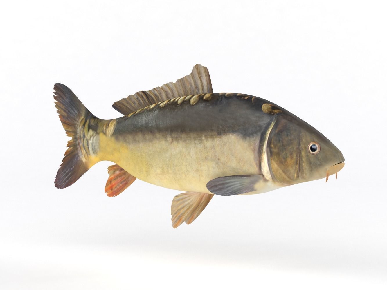 Carp Fish 3D model_1