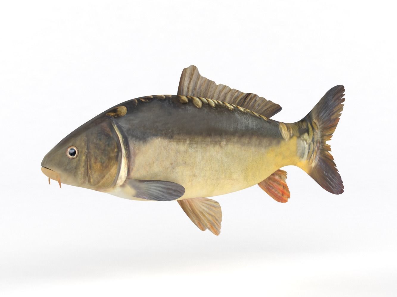Carp Fish 3D model_2