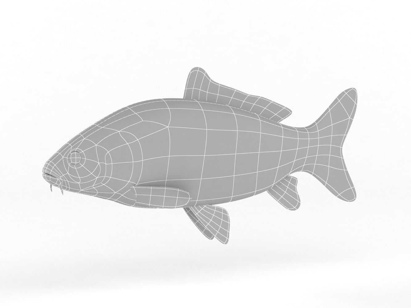 Carp Fish 3D model_8