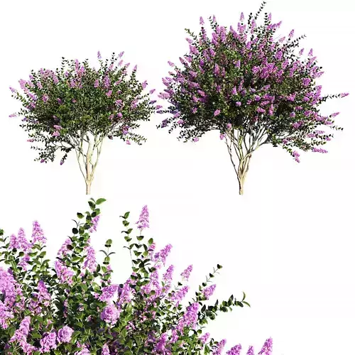 Lagerstroemia indica tree 3D model