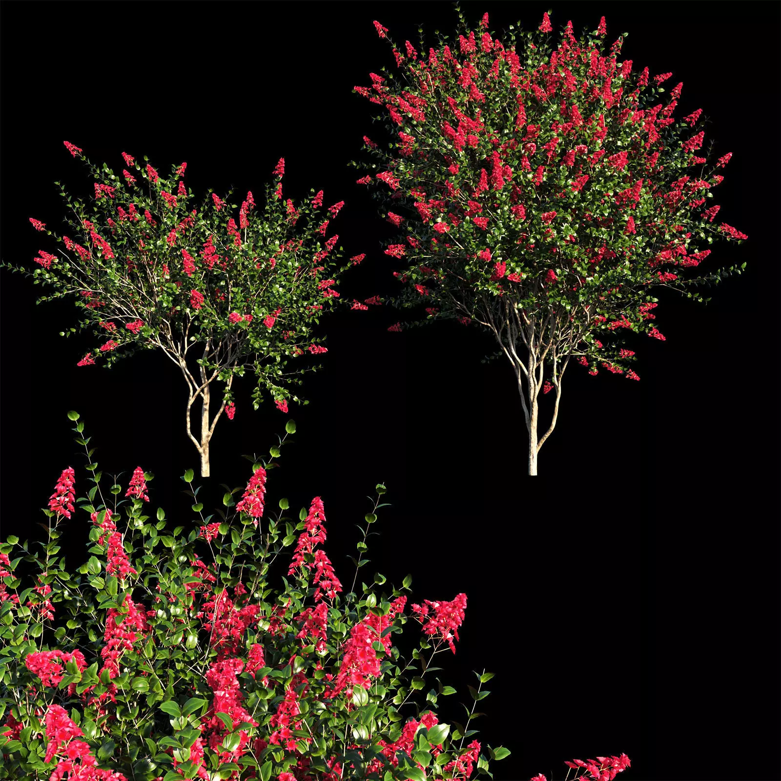 Lagerstroemia indica red 3D model_0