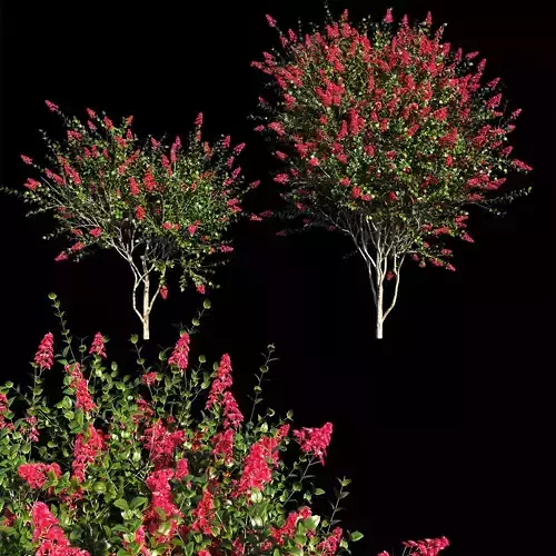Lagerstroemia indica red