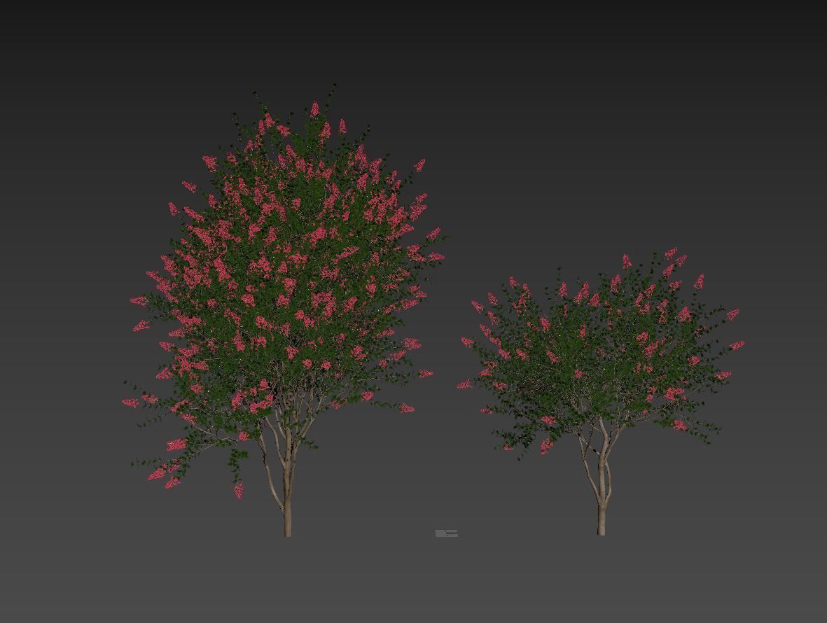 Lagerstroemia indica red 3D model_1