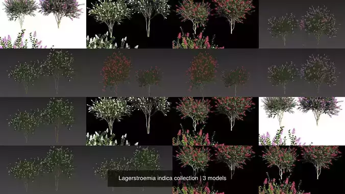 Lagerstroemia indica collection