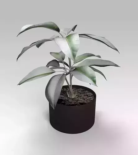Pipal ficus plant 3D model
