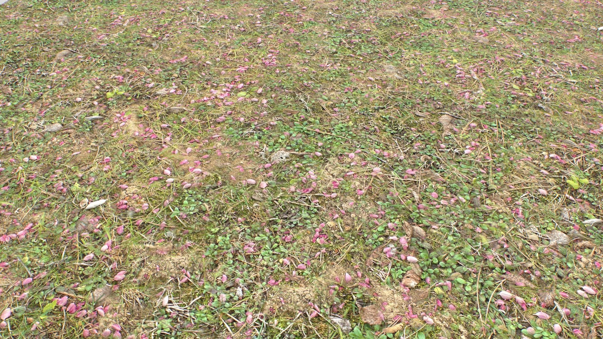 Forest ground PBR Pack 10 Texture_14