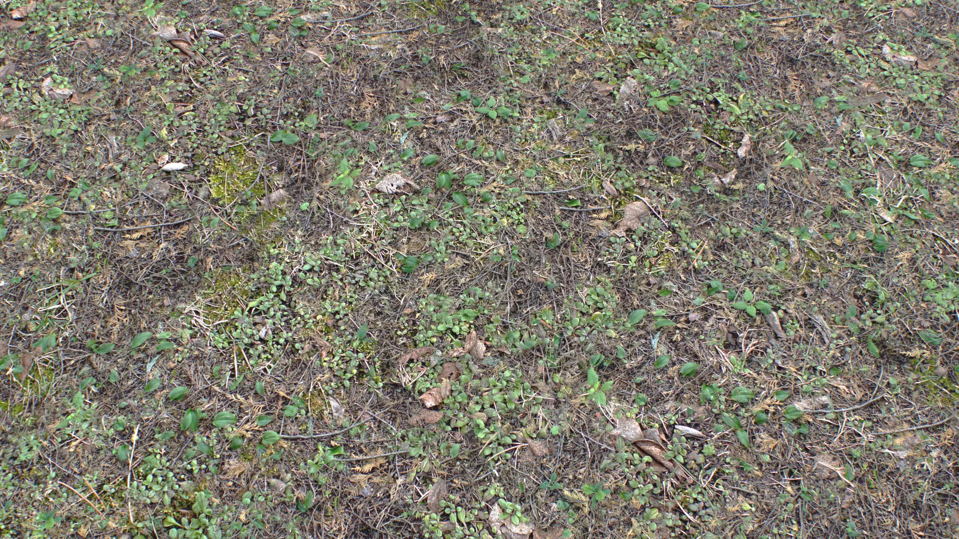 Forest ground PBR Pack 10 Texture_0