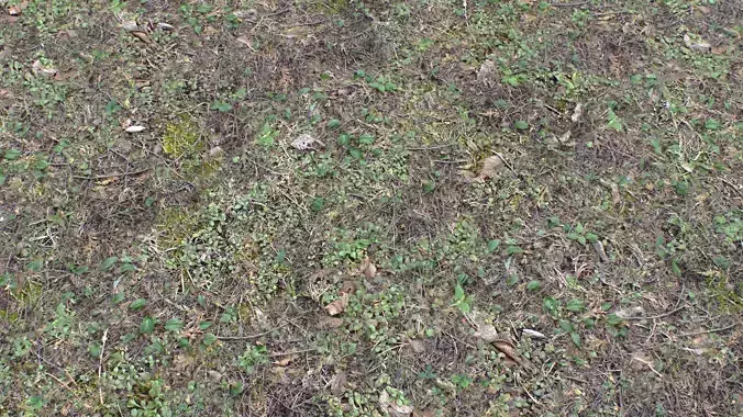 Forest ground PBR Pack 10 Texture