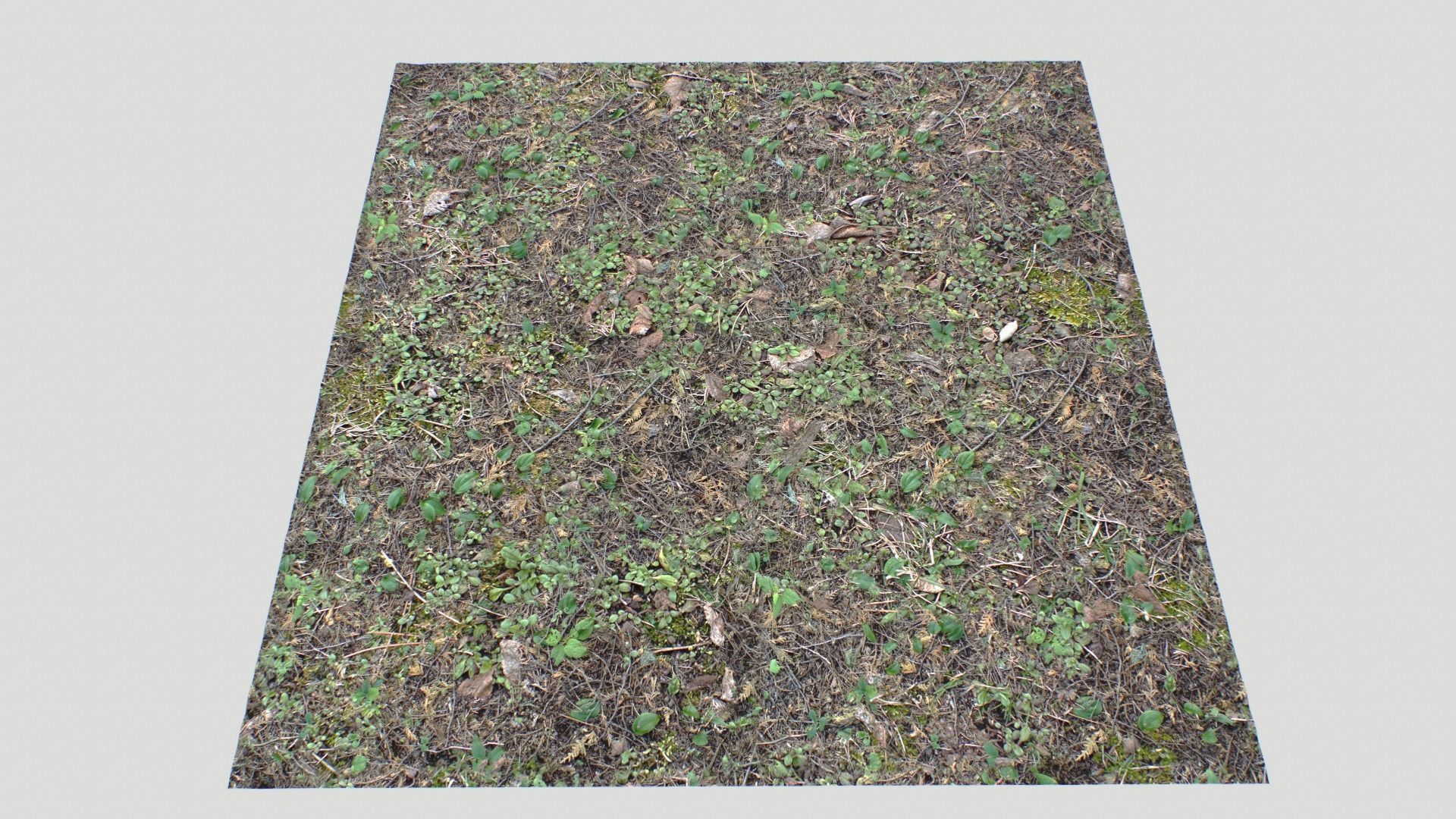 Forest ground PBR Pack 10 Texture_21