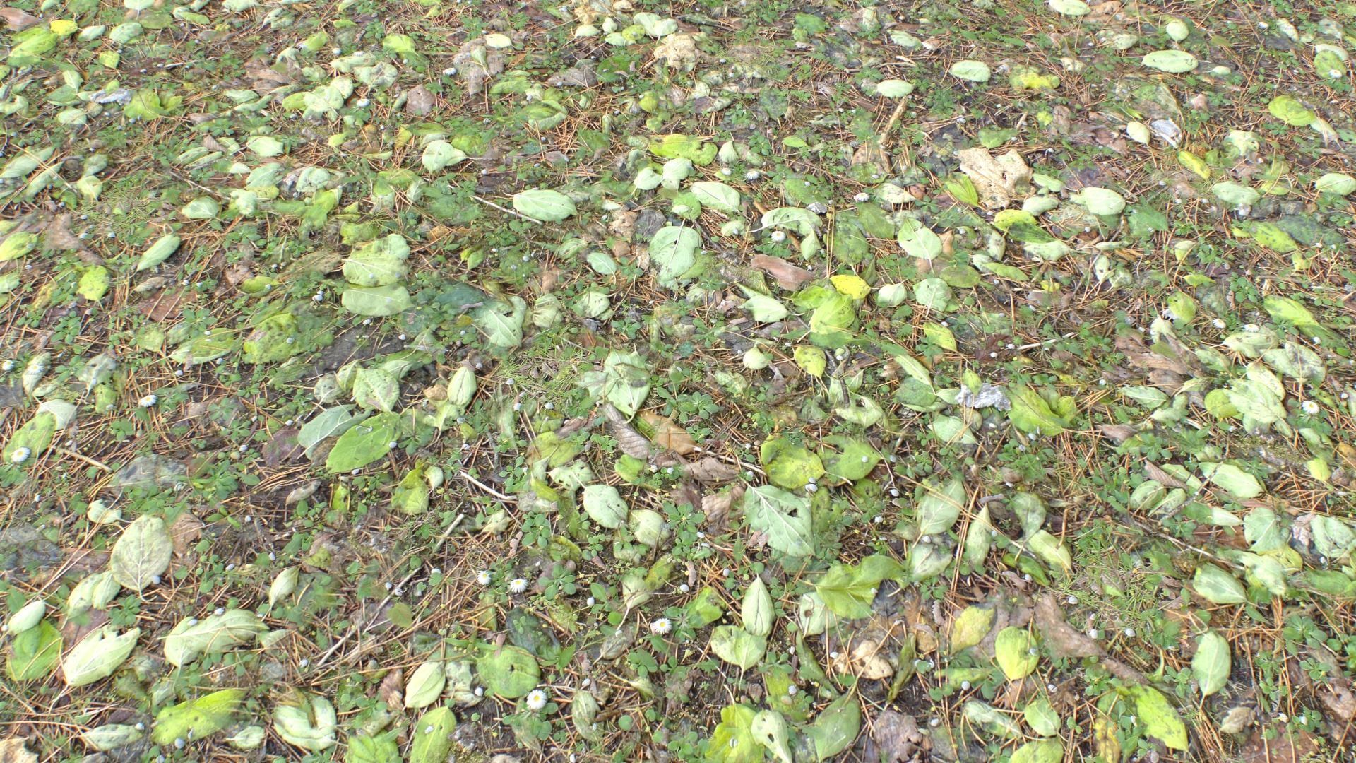 Forest ground PBR Pack 10 Texture_19