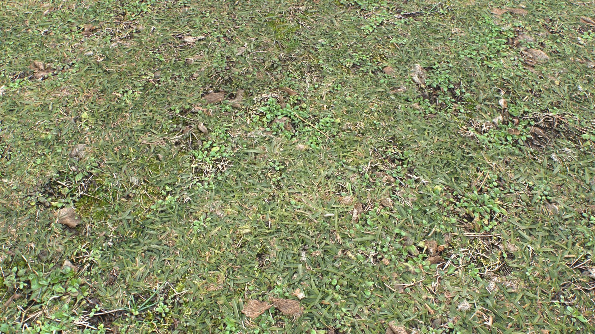 Forest ground PBR Pack 10 Texture_9